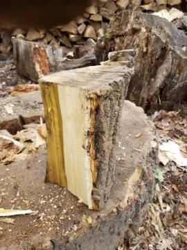 [Hearth.com] Identifying firewood