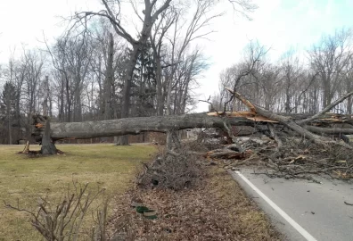 [Hearth.com] Neighbor's Oak Down