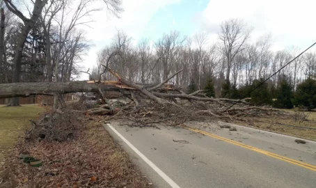 [Hearth.com] Neighbor's Oak Down