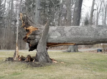 [Hearth.com] Neighbor's Oak Down