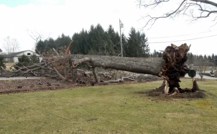 [Hearth.com] Neighbor's Oak Down