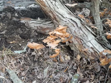 [Hearth.com] Neighbor's Oak Down