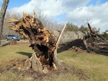 [Hearth.com] Neighbor's Oak Down