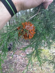What is this alien life form growing from my cedar?