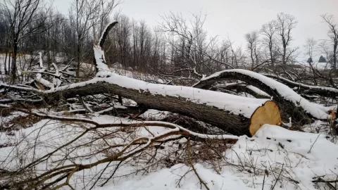 [Hearth.com] A Great Day to Cut Firewood