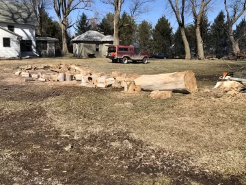 [Hearth.com] Siberian Elm???