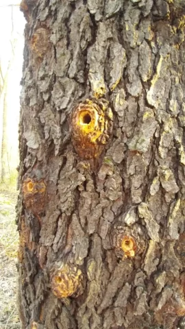 [Hearth.com] Anthills on  tree trunks??