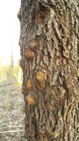 [Hearth.com] Anthills on  tree trunks??