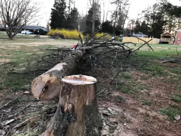 Felled my first tree