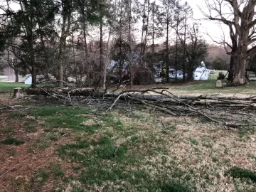 Felled my first tree