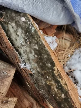 [Hearth.com] What to do with Black Mold firewood.