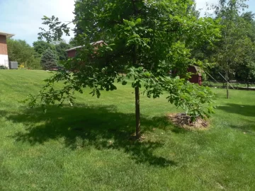 [Hearth.com] Pruning young oak