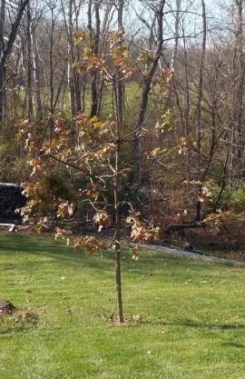 [Hearth.com] Pruning young oak