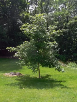 [Hearth.com] Pruning young oak