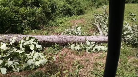 [Hearth.com] Two trees down from storm:  What are they?