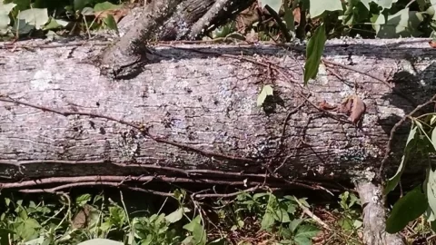 [Hearth.com] Two trees down from storm:  What are they?