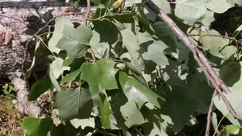 [Hearth.com] Two trees down from storm:  What are they?