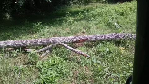 [Hearth.com] Two trees down from storm:  What are they?