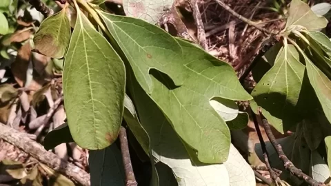 [Hearth.com] Two trees down from storm:  What are they?