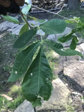 [Hearth.com] Wood ID Please.  Is this oak?