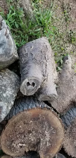 [Hearth.com] id this tree