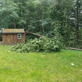 [Hearth.com] PSA: Sudden Oak limb drop from excessive summer heat