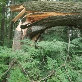 [Hearth.com] PSA: Sudden Oak limb drop from excessive summer heat