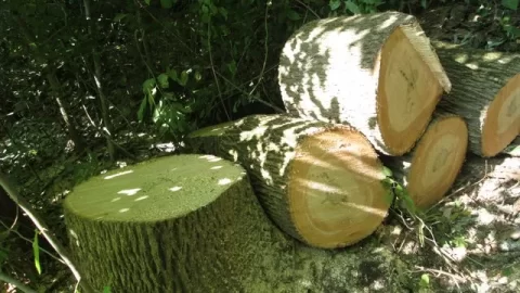 [Hearth.com] Emerald Ash Borer in North Carolina