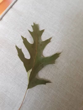 [Hearth.com] What Tree is this from