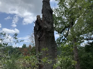 [Hearth.com] Need help identifying this wood