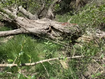 [Hearth.com] Need help identifying this wood