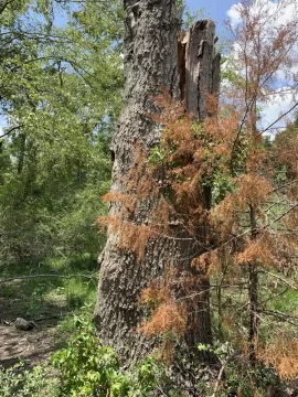 [Hearth.com] Need help identifying this wood