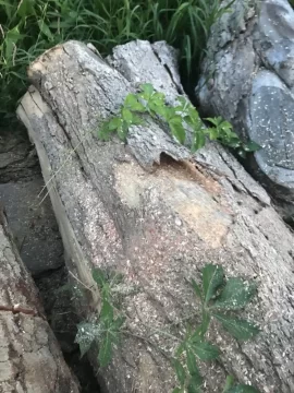 [Hearth.com] Wood ID. Silver maple?