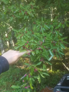 [Hearth.com] Frustrating Tree Identification