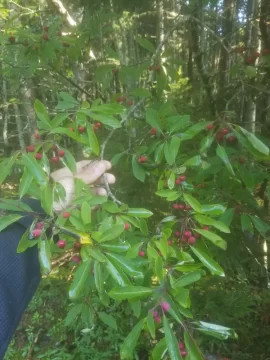 [Hearth.com] Frustrating Tree Identification