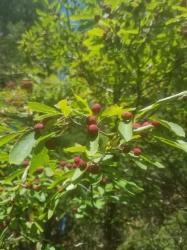 [Hearth.com] Frustrating Tree Identification