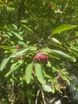 [Hearth.com] Frustrating Tree Identification