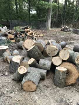 [Hearth.com] My new tree guy dropped this off