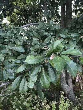 [Hearth.com] American Chestnut