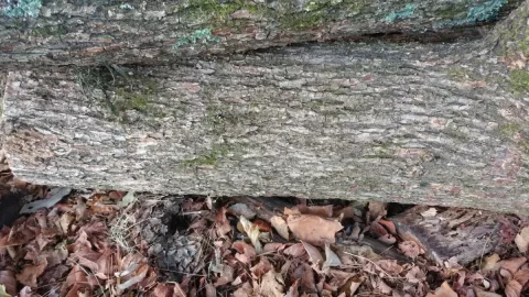 [Hearth.com] Help with "Hickory" bark ID? Edit; The call is Elm.