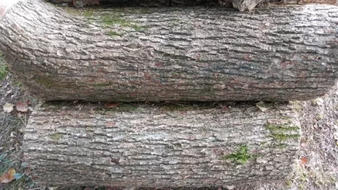 [Hearth.com] Help with "Hickory" bark ID? Edit; The call is Elm.