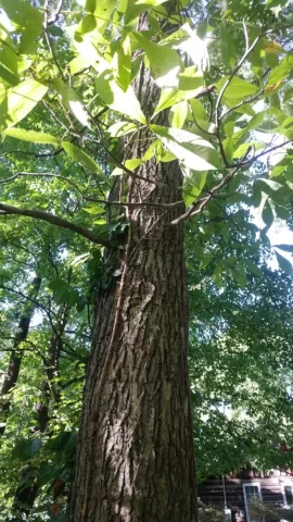 [Hearth.com] Help with "Hickory" bark ID? Edit; The call is Elm.