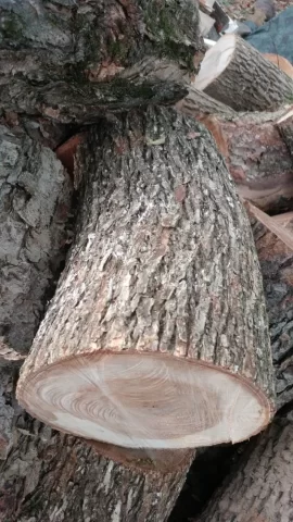 [Hearth.com] Help with "Hickory" bark ID? Edit; The call is Elm.