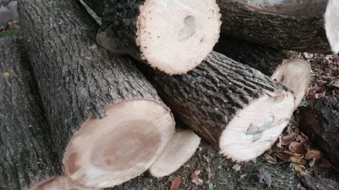 [Hearth.com] Help with "Hickory" bark ID? Edit; The call is Elm.