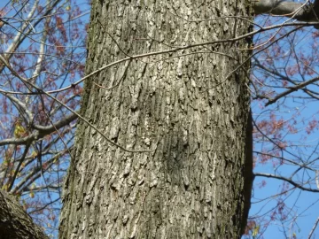 [Hearth.com] Help with "Hickory" bark ID? Edit; The call is Elm.