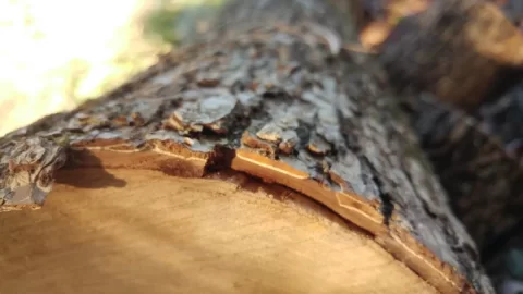 [Hearth.com] Help with "Hickory" bark ID? Edit; The call is Elm.