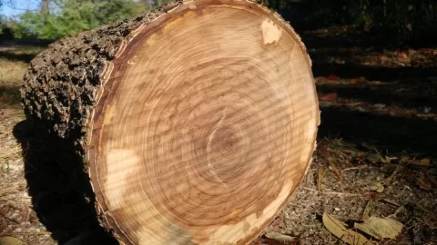 [Hearth.com] Help with "Hickory" bark ID? Edit; The call is Elm.