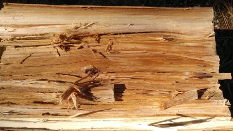 [Hearth.com] Help with "Hickory" bark ID? Edit; The call is Elm.