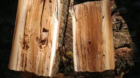 [Hearth.com] Help with "Hickory" bark ID? Edit; The call is Elm.