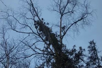 [Hearth.com] Tree felling on a tree tee-pee? How to salvage a wind blown tree.